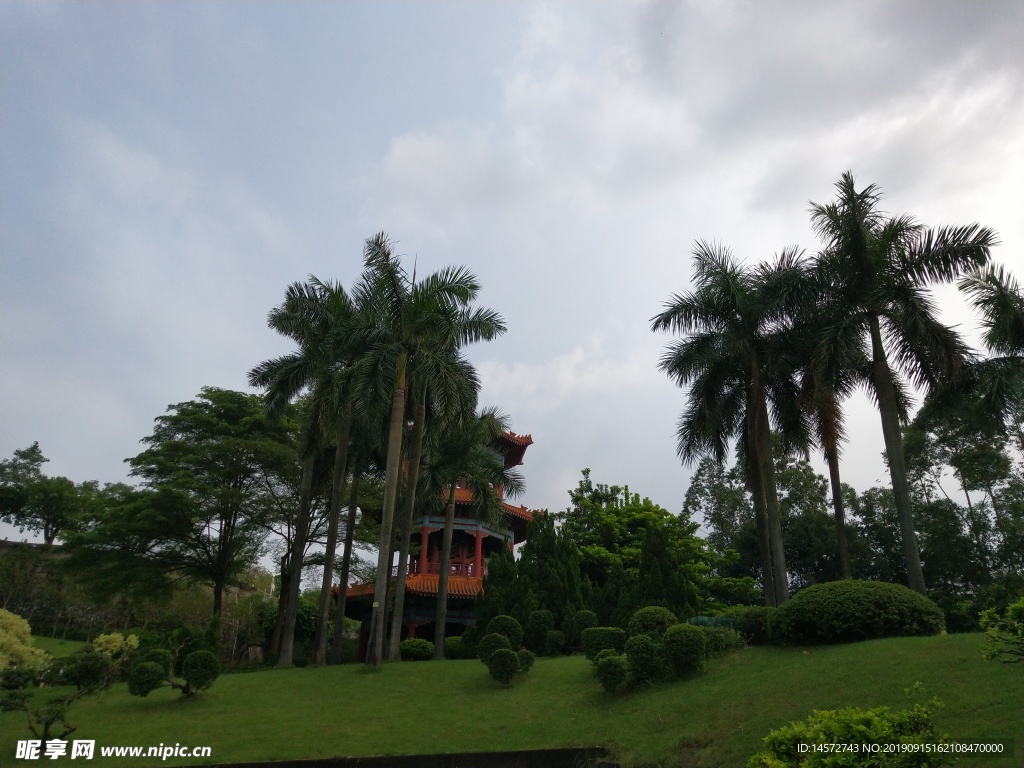 莲花山椰树风景