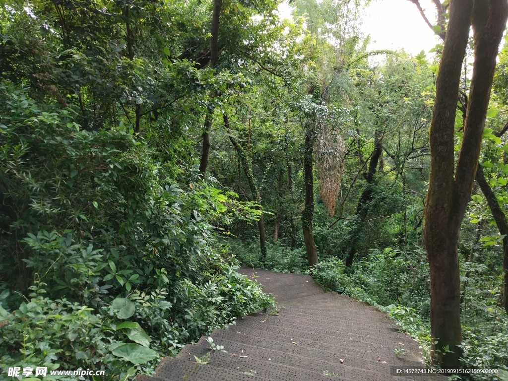 莲花山小径风景摄影图