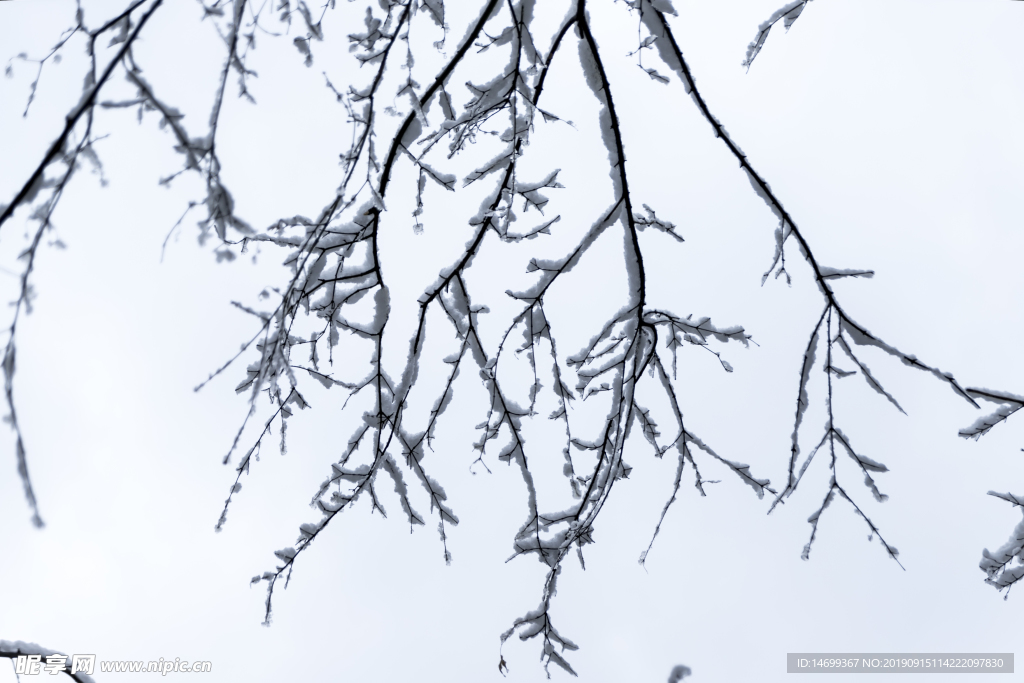 雪后的树枝