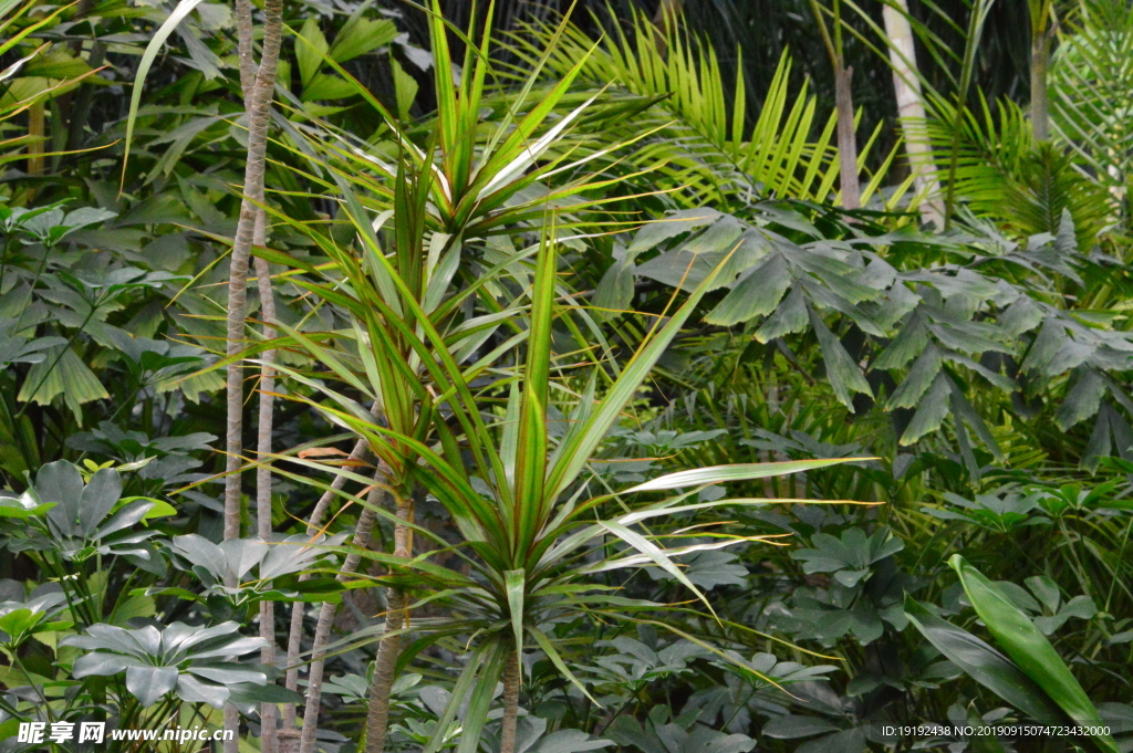 观叶植物