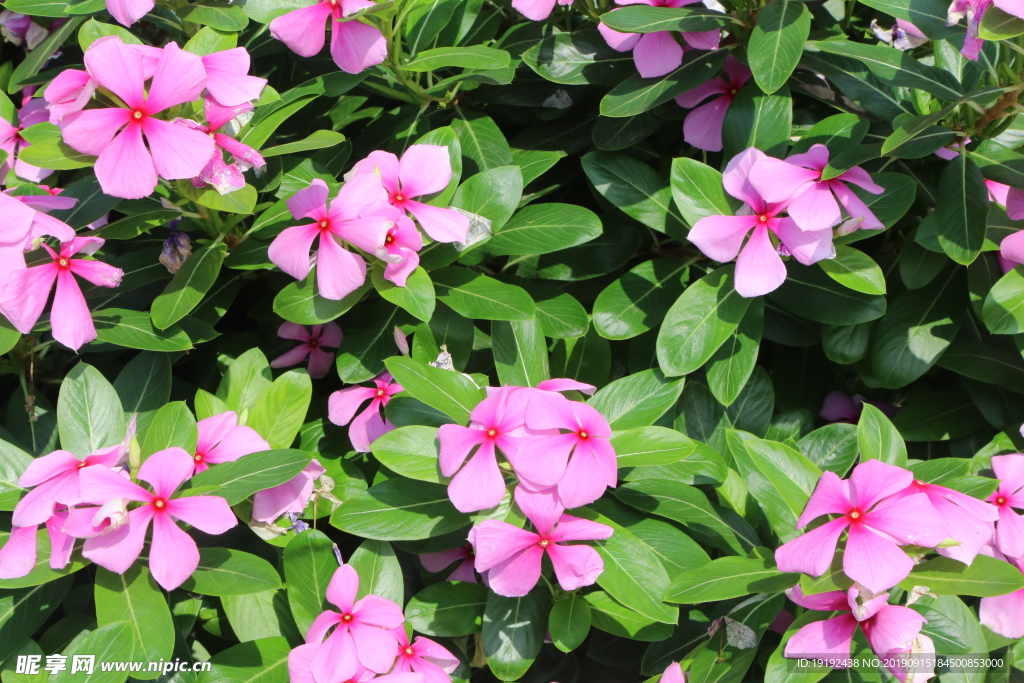 长春花