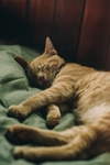 猫咪