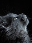 猫咪