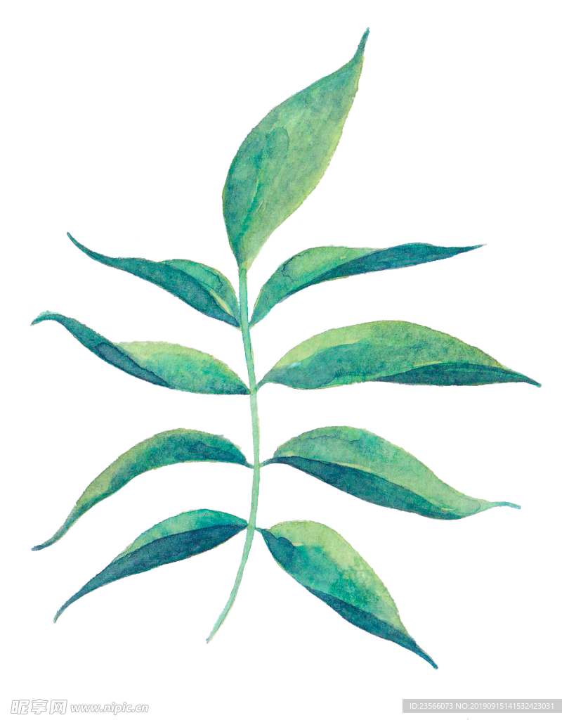 绿色植物树枝树叶