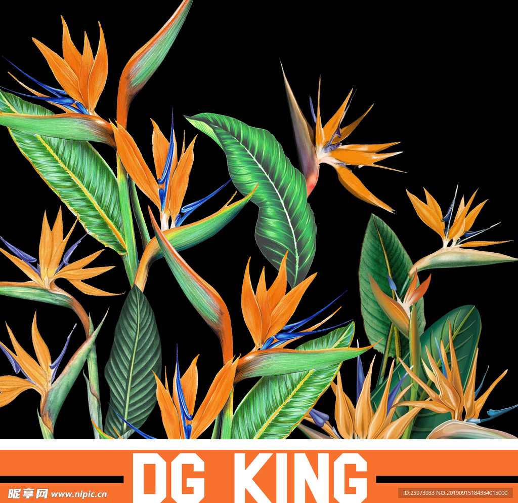 DG热带天堂鸟