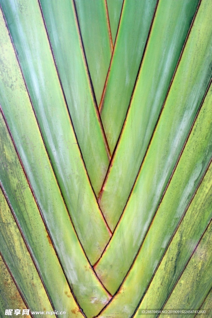 绿色热带棕榈树对角线样式背景