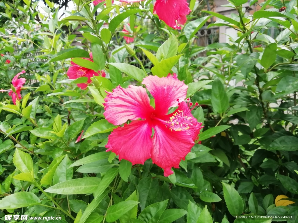 扶桑花