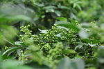 青花椒