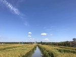 田野