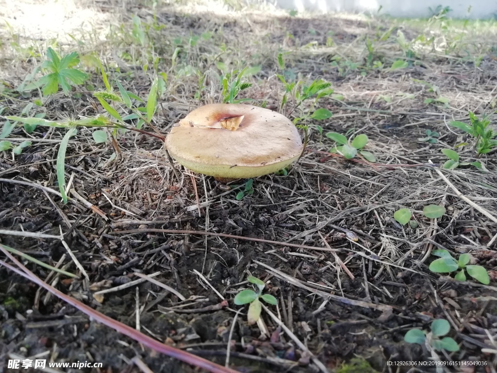 蘑菇 松蘑 草地 绿色 采蘑菇