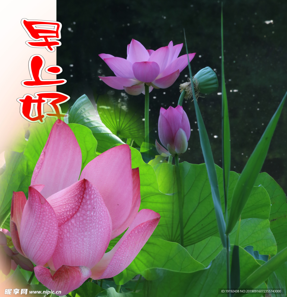 荷叶荷花