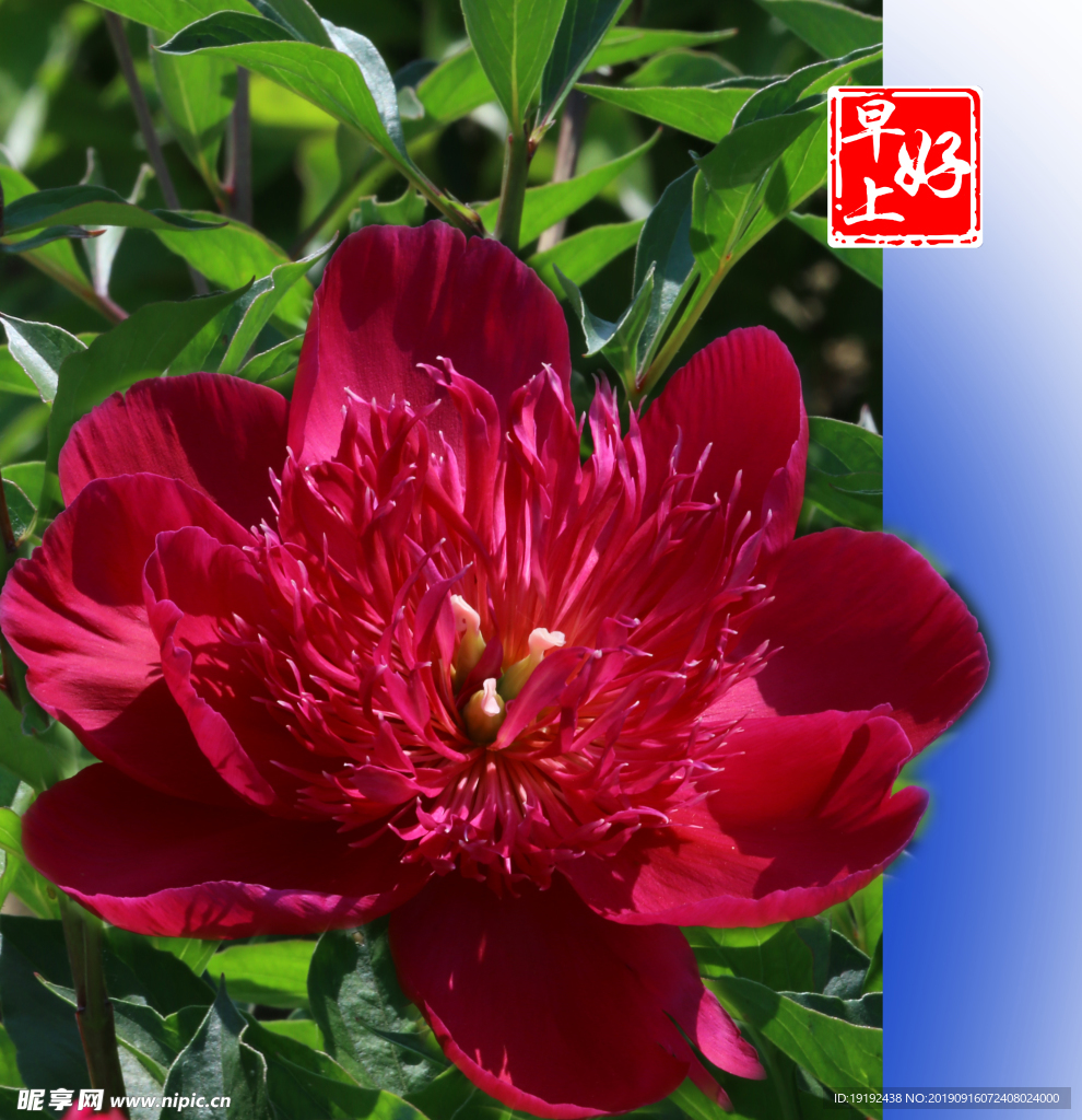 芍药花
