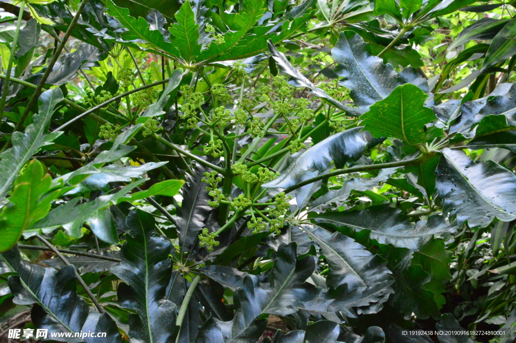 观叶植物