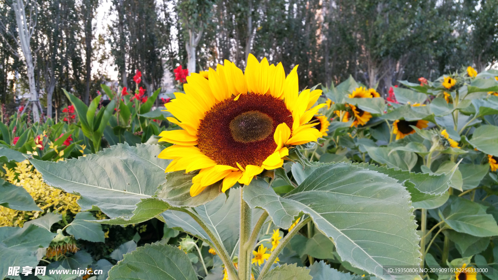 向日葵的花朵和叶子