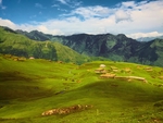 青山