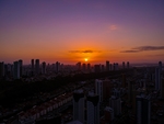 夕阳红