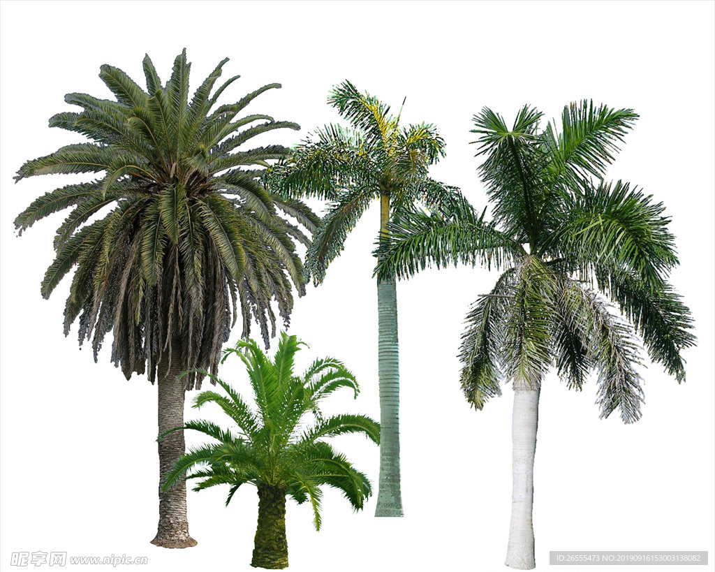 海枣 植物素材