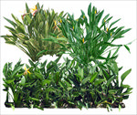 鹤望兰 植物素材