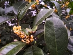 桂花