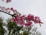 春天的桃花图片