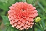 花蕾