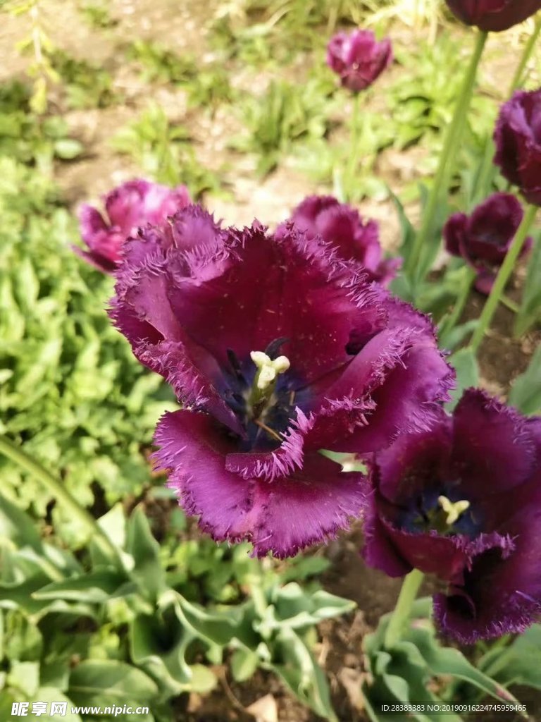 花卉 鲜花 花 花朵 鲜花盛开