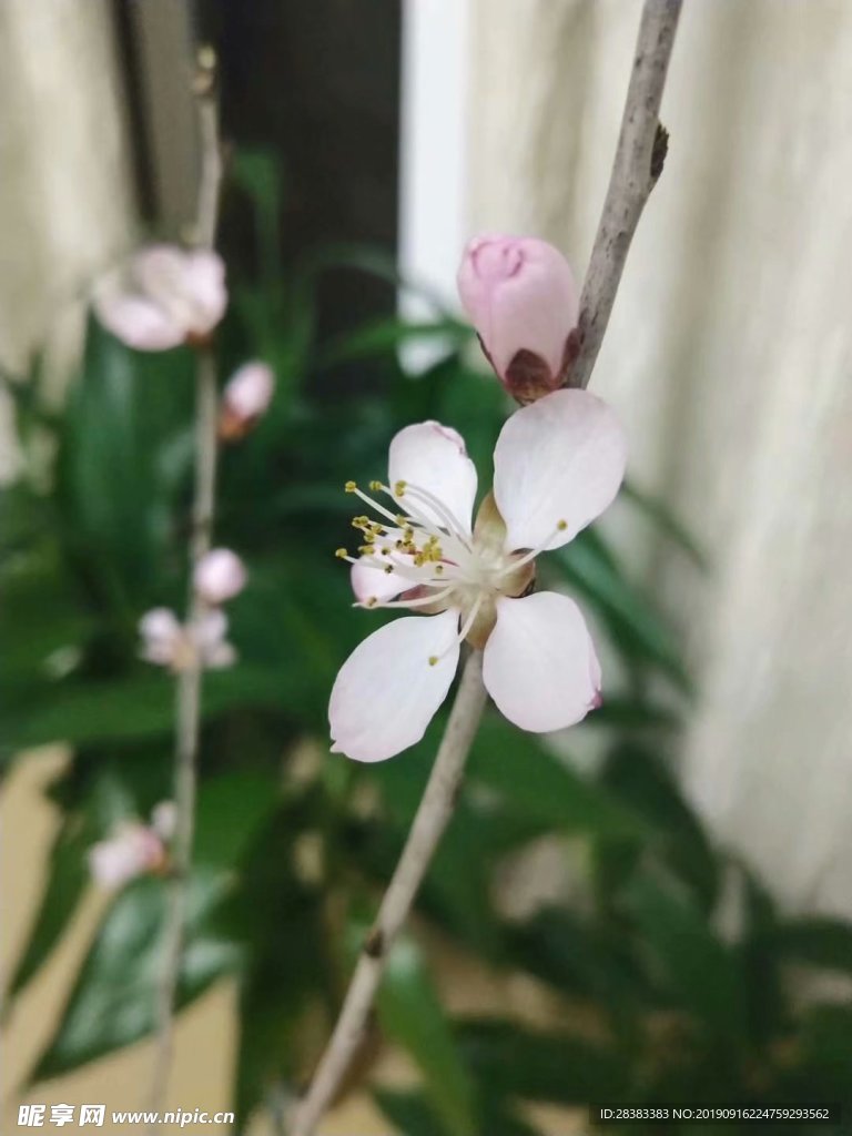 花卉 鲜花 花 花朵 鲜花盛开