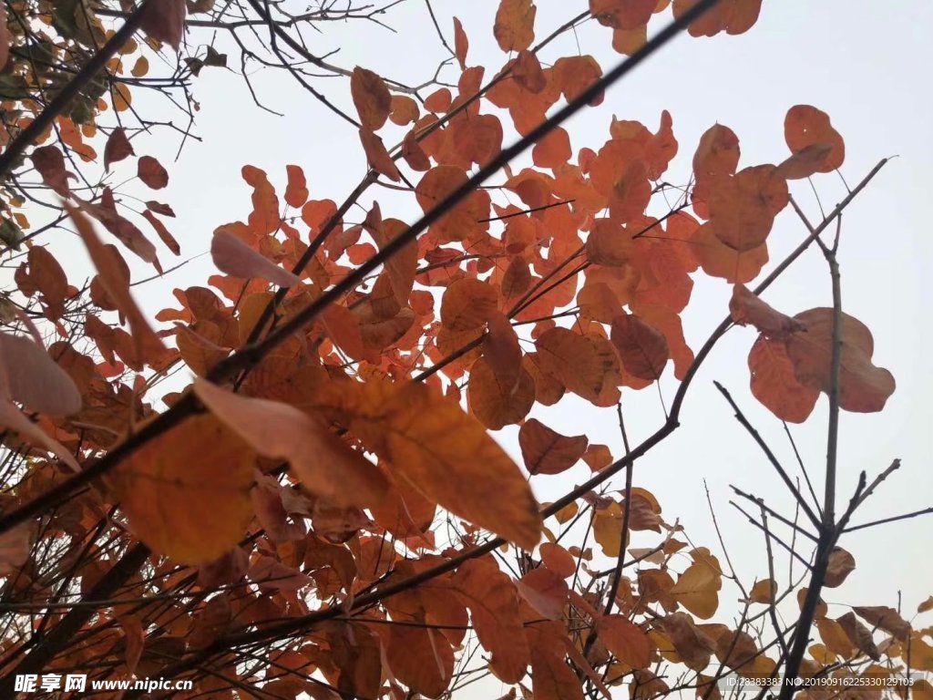 秋季 树叶