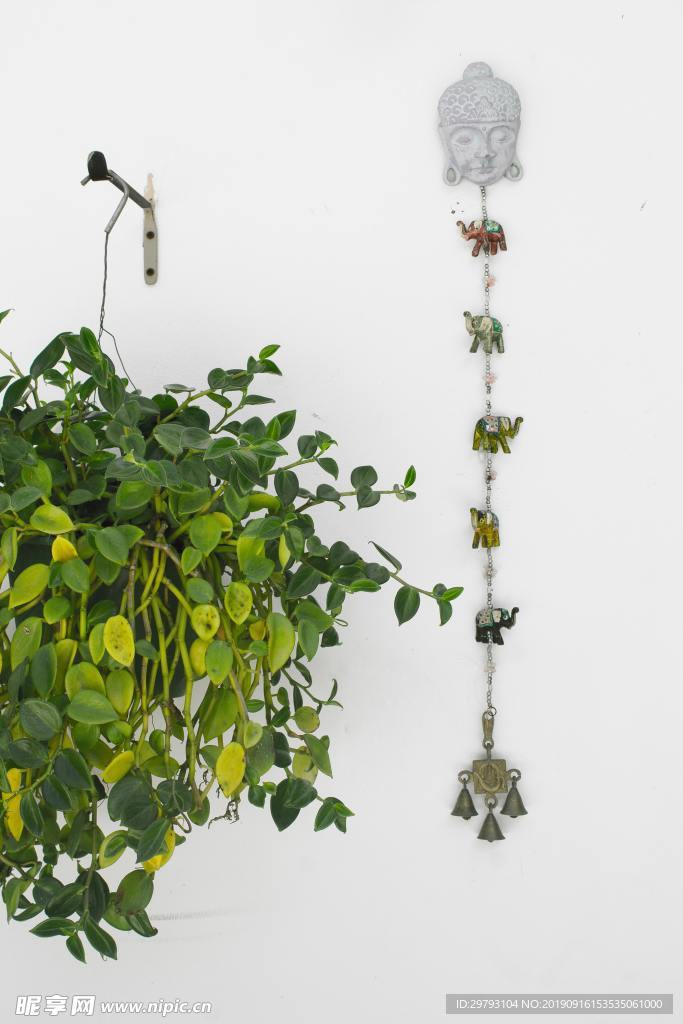 植物