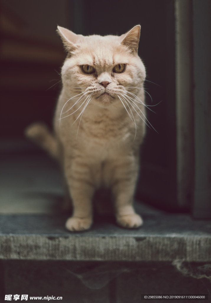 纯种呆萌英短猫
