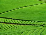 绿油油的茶园