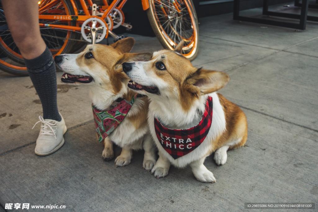 一对可爱柯基犬