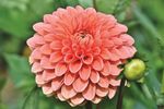 花蕾