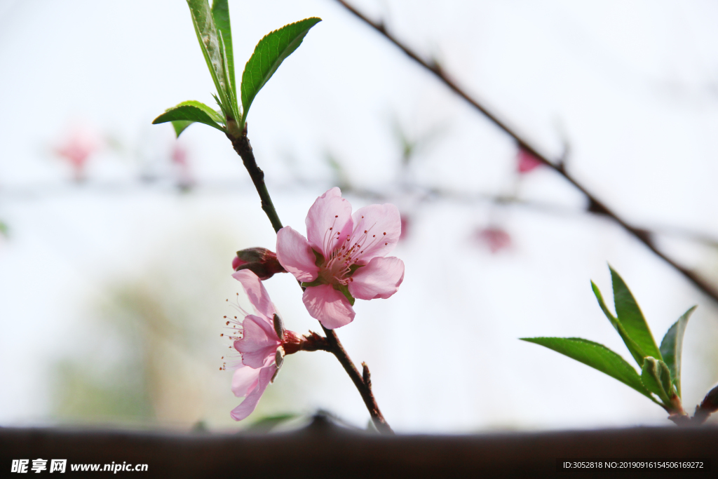 桃花