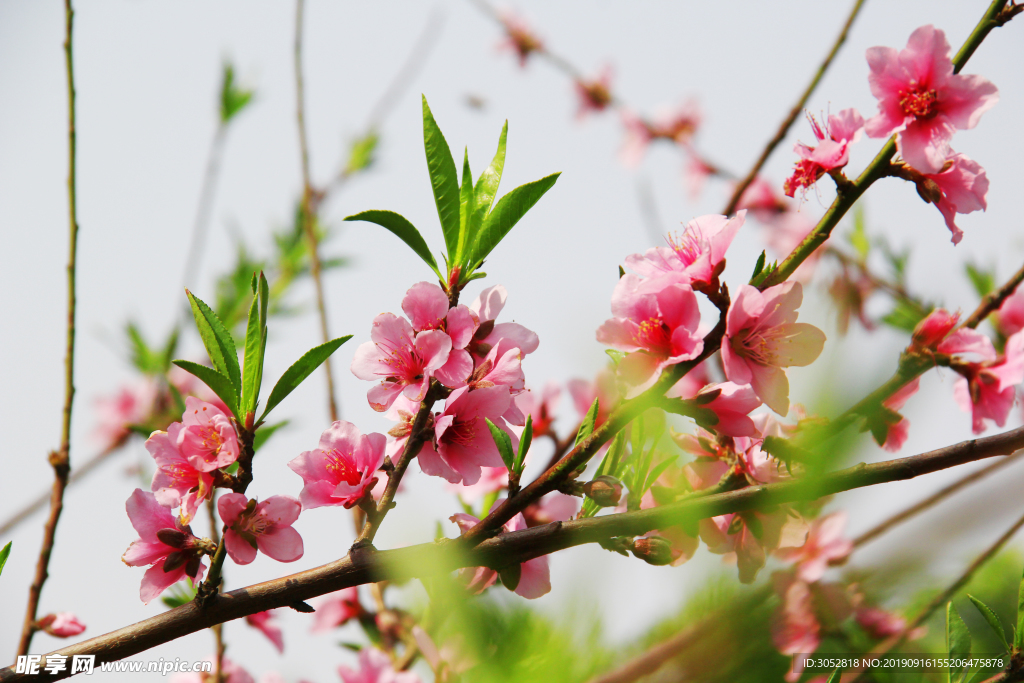 桃花