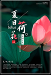 夏季荷花
