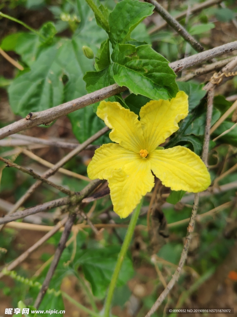 丝瓜花