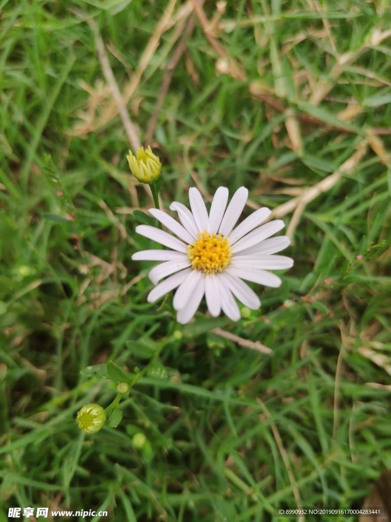 小菊花