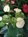 白掌