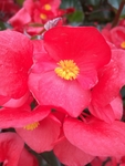 海棠花