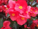 海棠花