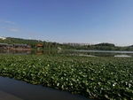 湿地公园