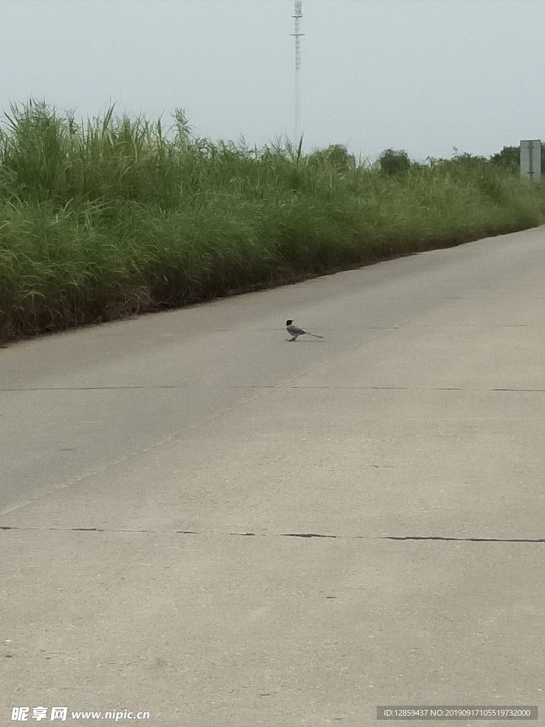 马路中的小鸟