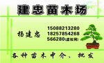 苗木名片