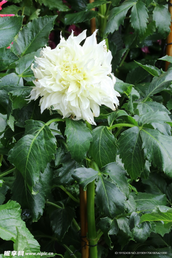 大丽花