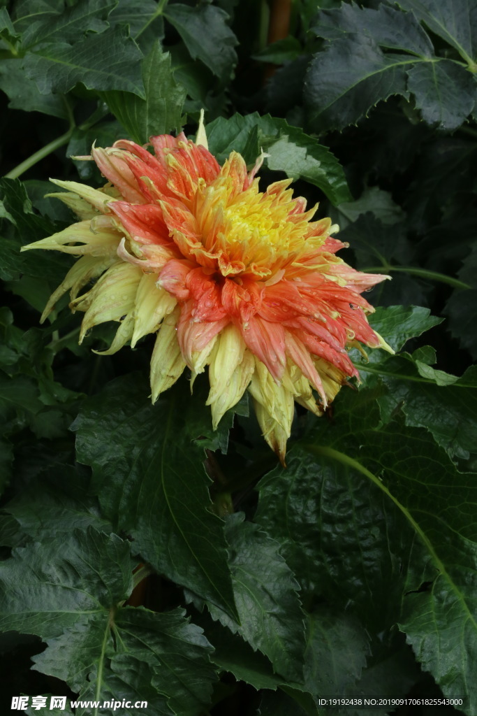 大丽花