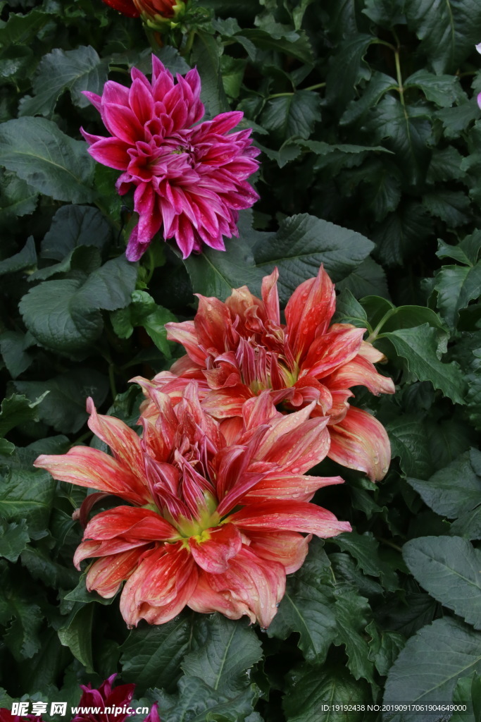 大丽花