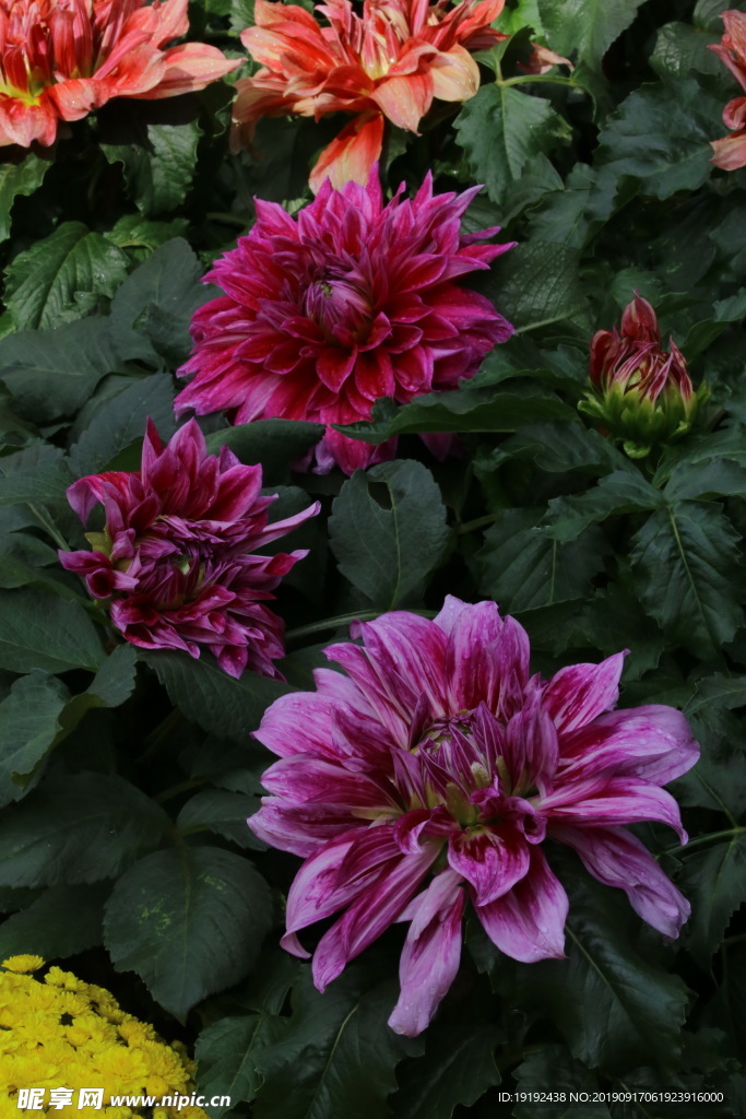 大丽花
