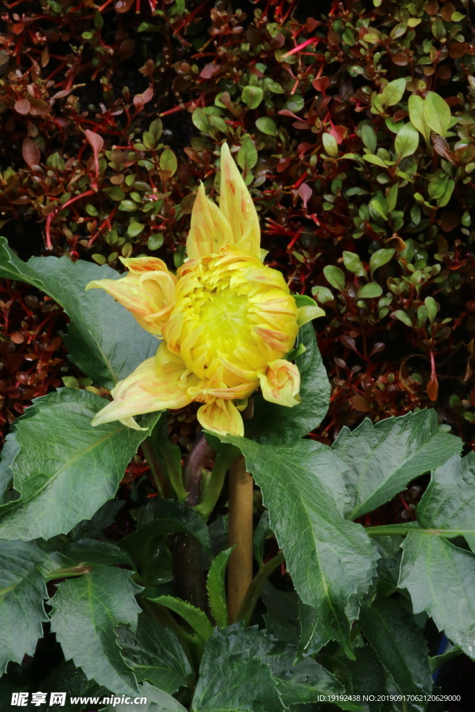 大丽花