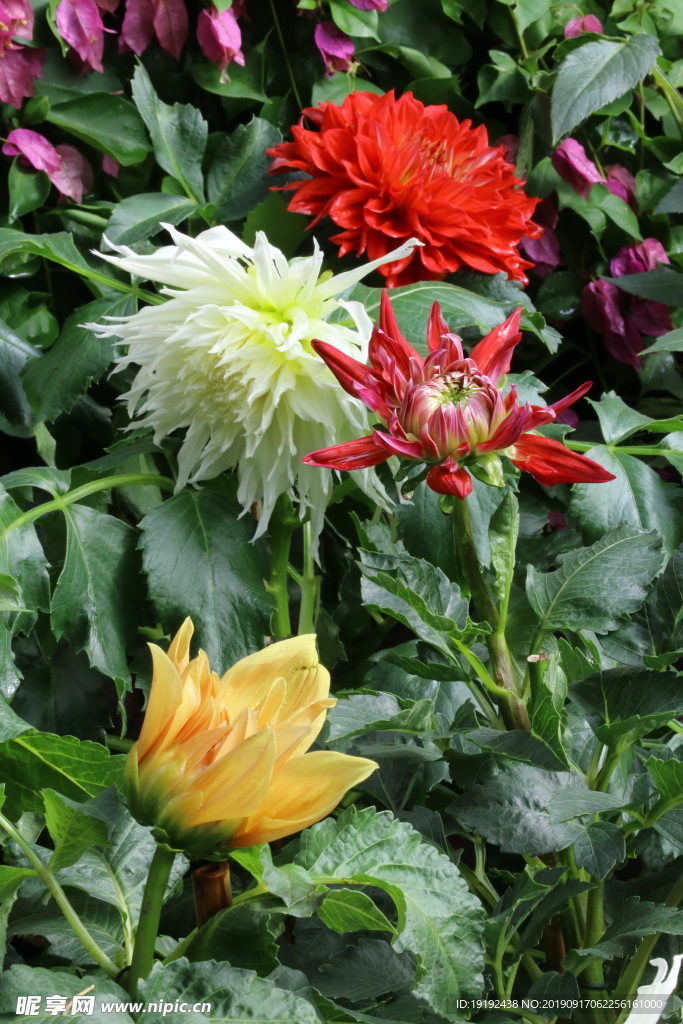 大丽花